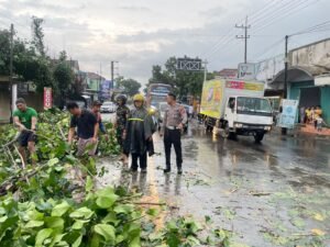 Pohon Tumbang Di Kec. Ngadiluwih Kediri Akibat Hujan Lebat Dan Angin Kencang Anggota Unit Turjagwali Lakukan Pengaturan Lalulintas