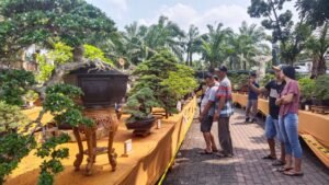Panjalu Jayati Bonzai Gelar Kontes Skala Nasional Pada Ajang Hari Jadi kabupaten Kediri Ke- 1220