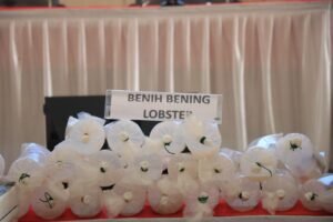 KKP Apresiasi Polda Lampung Ungkap Penyelundupan Baby Lobster