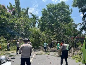 Gercep, Polisi Kota Kediri dan DLHKP Evakuasi Pohon Tumbang