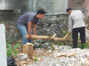 Gercep Polsek Ngadiluwih Bantu Evakuasi Pohon Tumbang