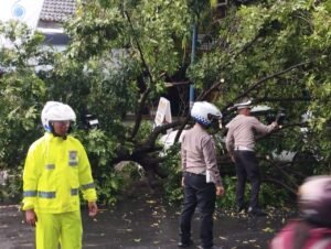 Quick Respon, Satlantas Polres Kediri Bersihkan Pohon Tumbang Yang Menutupi Jalan Raya