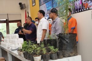 Polres Batu Berhasil Amankan Tersangka Penanam Pohon Ganja