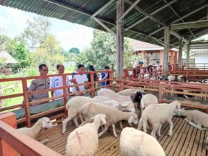 Polsek Ngadiluwih Kembangkan Peternakan Kambing,Guna Dukung Ketahanan Pangan Nasional