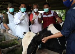 Pemkab Gresik Gencarkan Vaksinasi dan Edukasi Peternak untuk Cegah PMK, Ribuan Dosis Vaksin Siap Disalurkan