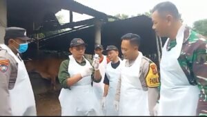 Kapolsek Ngasem Iptu Ardian Wahyudi Bersama Forkompimcam Dan Dinas Peternakan Lakukan Vaksinasi Cegah PMK Di Kecamatan Ngasem