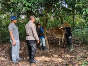 Polsek Ringinrejo Kawal Vaksinasi PMK di Desa Deyeng