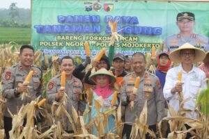 Polres Mojokerto Panen Raya Jagung Hasil Olah Lahan Tidur untuk Ketahanan Pangan