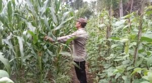 Dukung Ketahanan Pangan, Polres Nganjuk Pantau Pemanfaatan Lahan Perkarangan di Desa Gondang