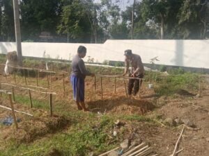 Gelorakan Swasembada Pangan  Polisi Tanam Cabe di Lahan Polsek Tamankrocok Bondowoso
