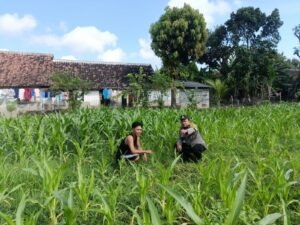Bhabinkamtibmas Mancon Monitoring Lahan Jagung Warga Binaan