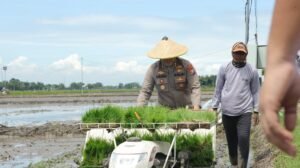 Nganjuk Dukung Swasembada Pangan Lewat Gerakan Tanam Padi Serentak