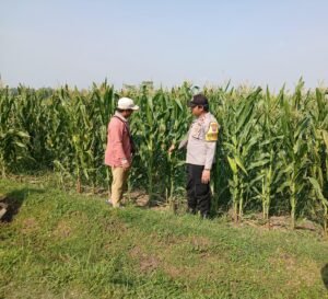 Bhabinkamtibmas Lengkong Pantau Lahan Jagung Warga untuk Dukung Ketahanan Pangan