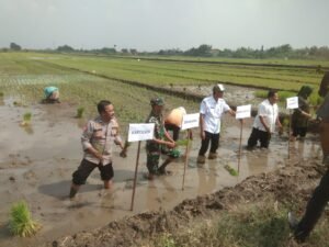 Tiga Pilar di Sidoarjo Kompak Dukung Ketahanan Pangan Nasional Lewat Penanaman Padi Serentak