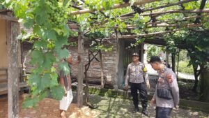 Polsek Patianrowo Dukung Ketahanan Pangan, Pantau Kebun Anggur Warga
