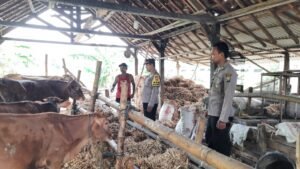 Manfaatkan Pekarangan, Polsek Patianrowo Dorong Ketahanan Pangan Lewat Peternakan Sapi