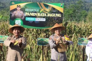 Polres Pacitan Bersama Warga Tani Panen Jagung Wujudkan Ketahanan Pangan Nasional