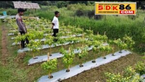Polsek Sangkapura Turun Langsung Dukung Ketahanan Pangan, Tinjau Budidaya Cabai di Patarselamat